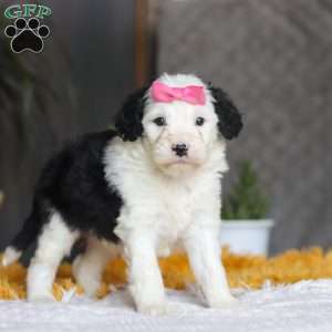Chica, Mini Sheepadoodle Puppy