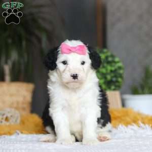 Chica, Mini Sheepadoodle Puppy