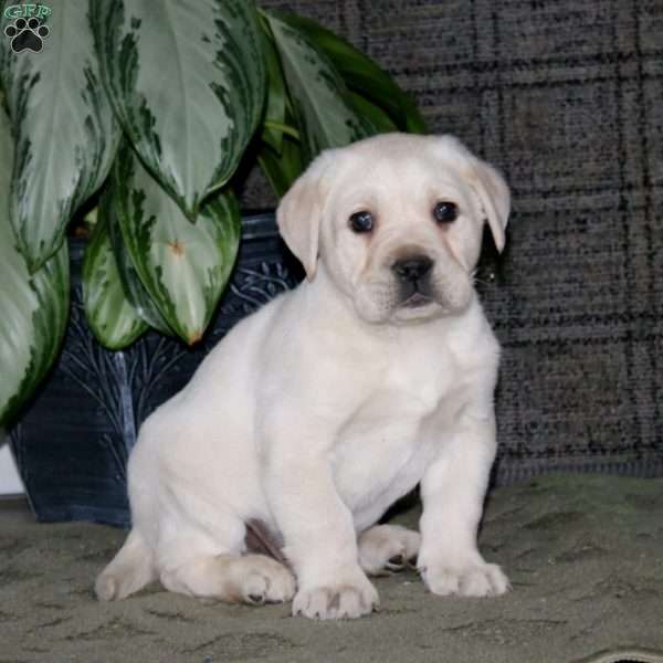 Chico, Yellow Labrador Retriever Puppy