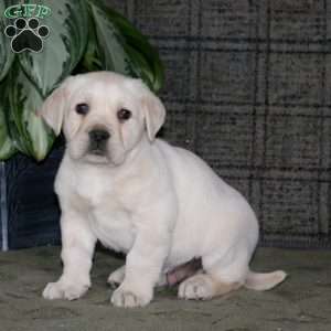 Chico, Yellow Labrador Retriever Puppy