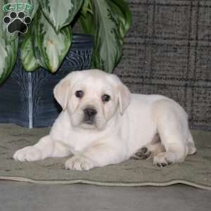 Chico, Yellow Labrador Retriever Puppy