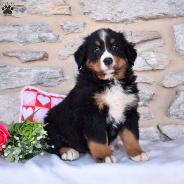 Chief, Bernese Mountain Dog Puppy