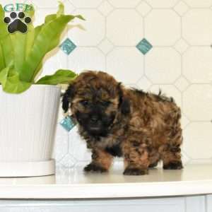 Chipper, Shih-Poo Puppy
