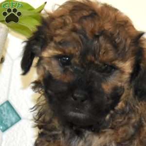 Chipper, Shih-Poo Puppy