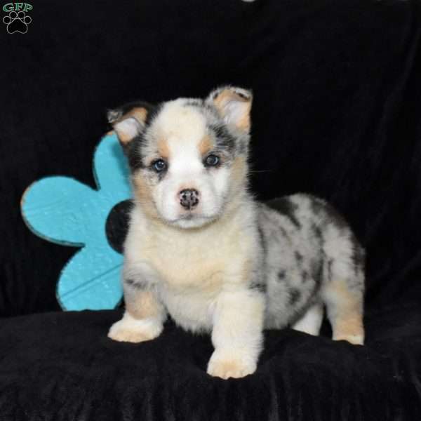 Chips, Pembroke Welsh Corgi Puppy