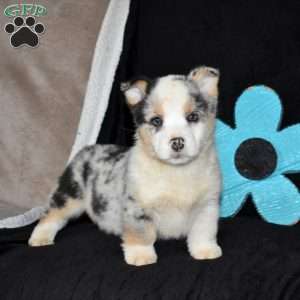 Chips, Pembroke Welsh Corgi Puppy