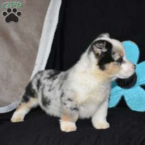 Chips, Pembroke Welsh Corgi Puppy