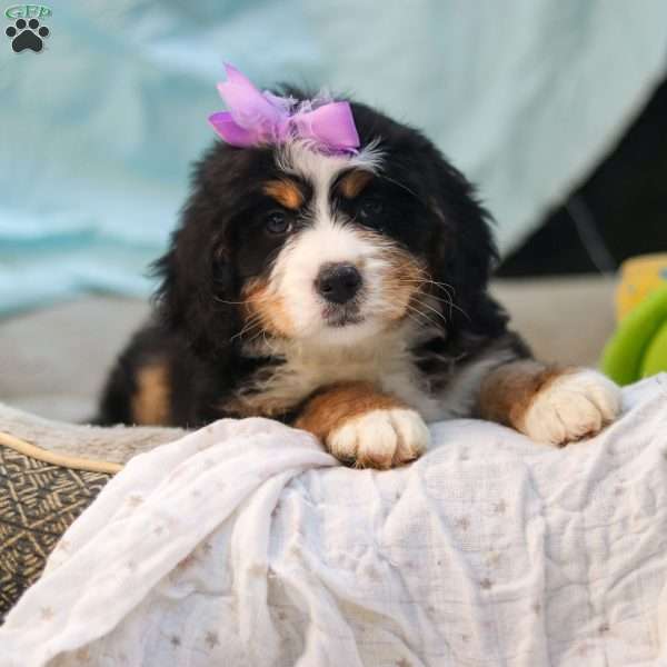 Chloe, Mini Bernedoodle Puppy