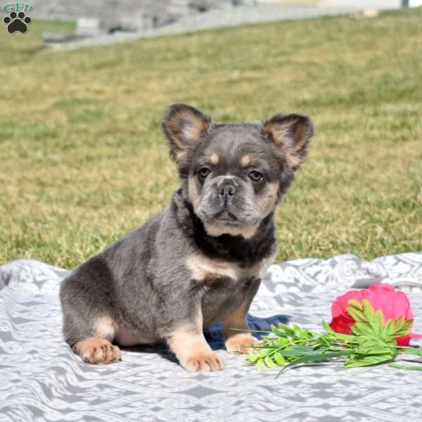 Chloe, French Bulldog Puppy