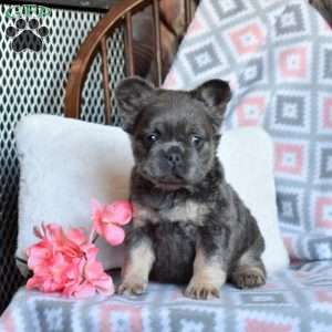 Chloe, French Bulldog Puppy