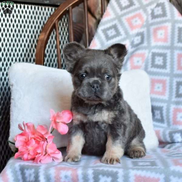 Chloe, French Bulldog Puppy