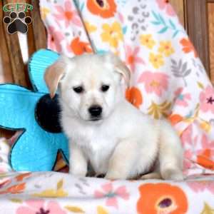 Chloe, Golden Retriever Mix Puppy