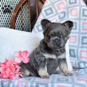 Chloe, French Bulldog Puppy