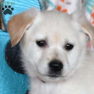 Chloe, Golden Retriever Mix Puppy
