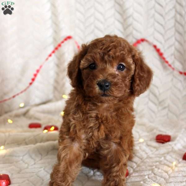 Chloe, Toy Poodle Puppy