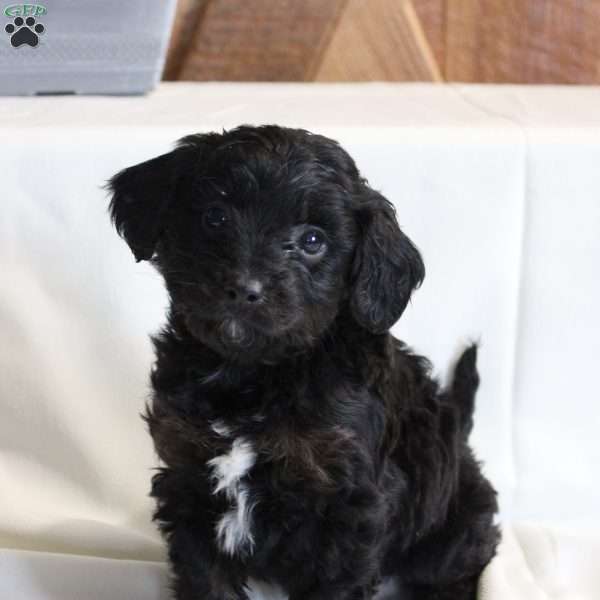 Chocolate, Chi-Poo Puppy