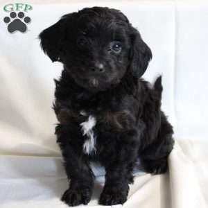 Chocolate, Chi-Poo Puppy