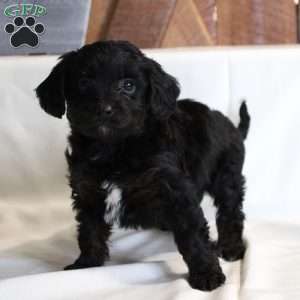 Chocolate, Chi-Poo Puppy