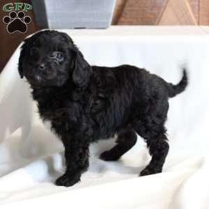 Chocolate, Chi-Poo Puppy