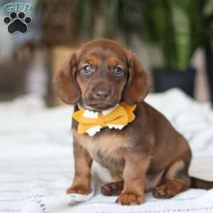 Chorizo, Dachshund Puppy