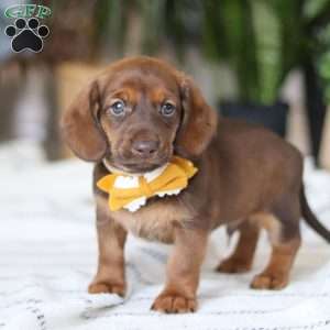 Chorizo, Dachshund Puppy
