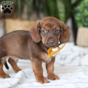 Chorizo, Dachshund Puppy