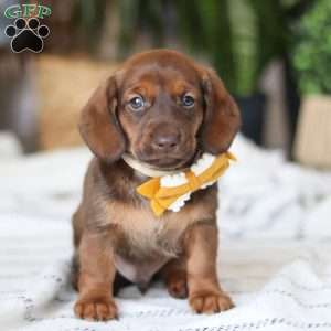 Chorizo, Dachshund Puppy