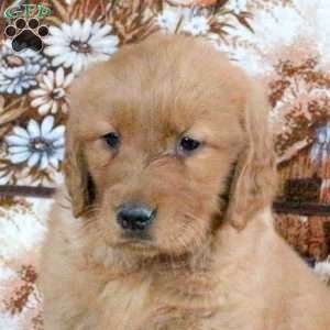 Cindy, Goldendoodle Puppy