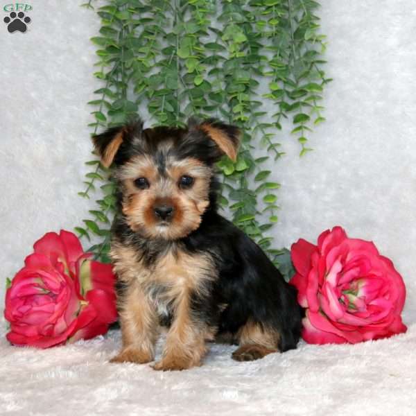 Cindy, Yorkie Puppy