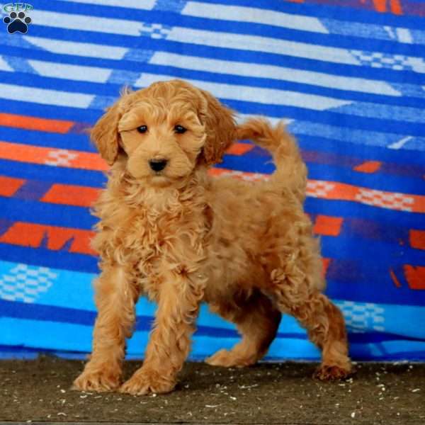 Cindy, Mini Goldendoodle Puppy