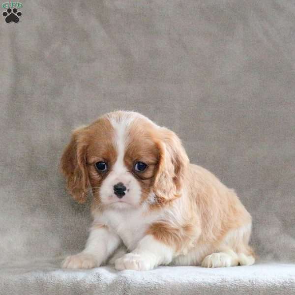 Clara, Cavalier King Charles Spaniel Puppy