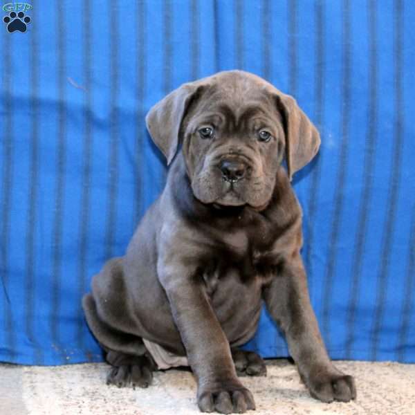 Clara, Cane Corso Puppy