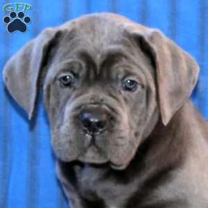 Clara, Cane Corso Puppy