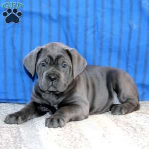 Clara, Cane Corso Puppy