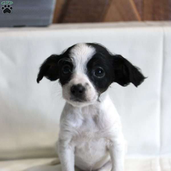 Clara, Chi-Poo Puppy