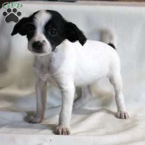 Clara, Chi-Poo Puppy