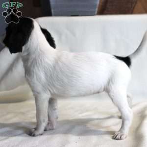 Clara, Chi-Poo Puppy