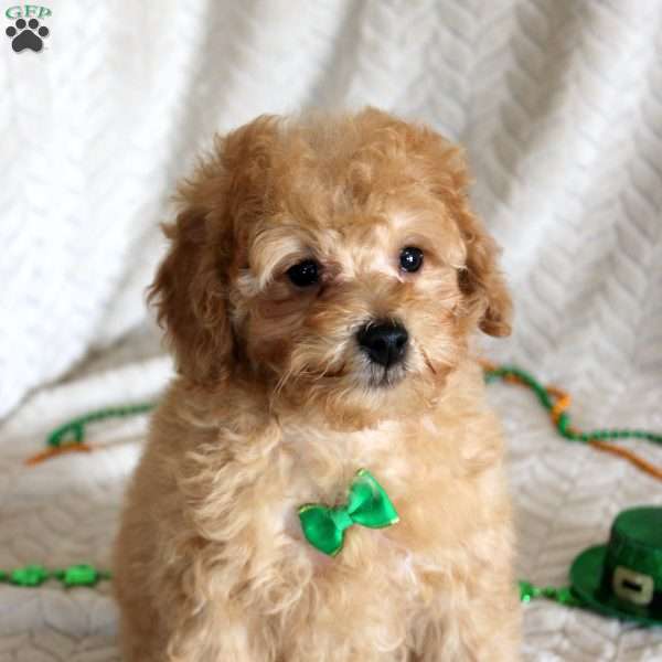 Clark, Miniature Poodle Puppy