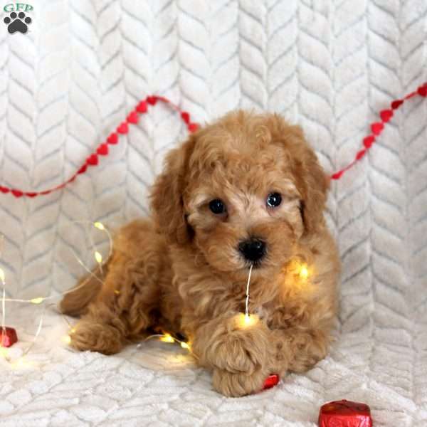 Clark, Miniature Poodle Puppy