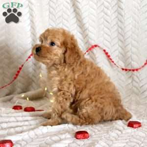Clark, Miniature Poodle Puppy