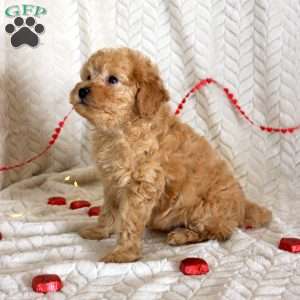 Clark, Miniature Poodle Puppy