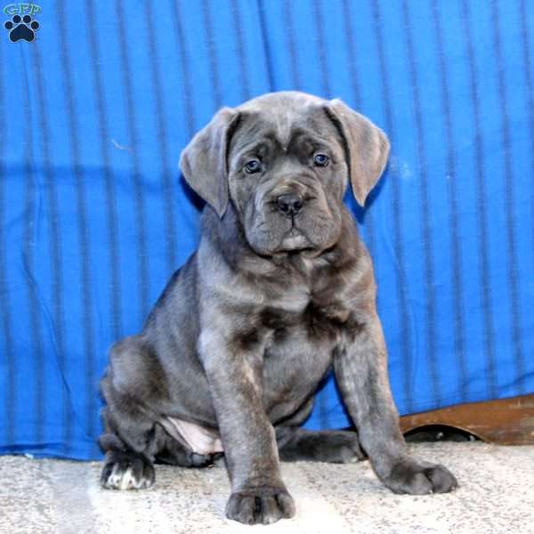 Classy, Cane Corso Puppy