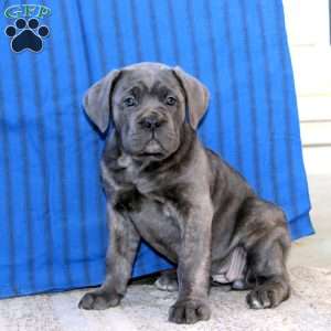 Classy, Cane Corso Puppy