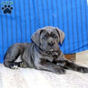 Classy, Cane Corso Puppy