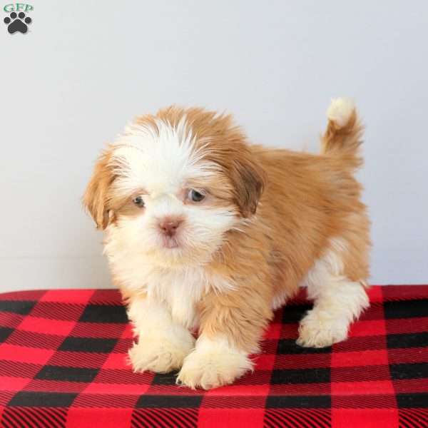 Cleo, Shih Tzu Puppy