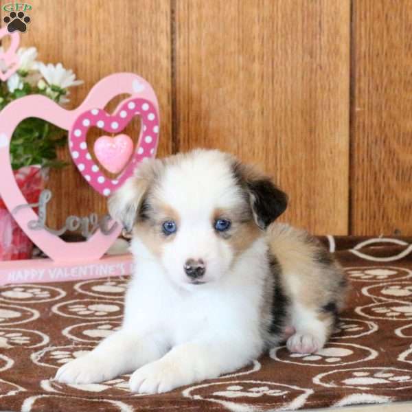 Cleo, Miniature Australian Shepherd Puppy