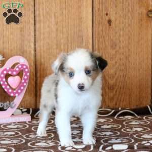 Cleo, Miniature Australian Shepherd Puppy