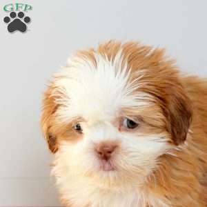 Cleo, Shih Tzu Puppy