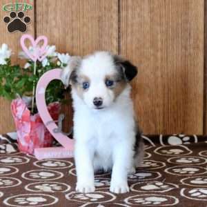Cleo, Miniature Australian Shepherd Puppy