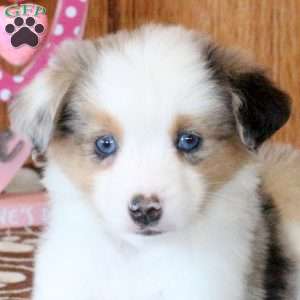 Cleo, Miniature Australian Shepherd Puppy